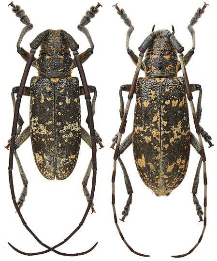 Monochamus saltuarius